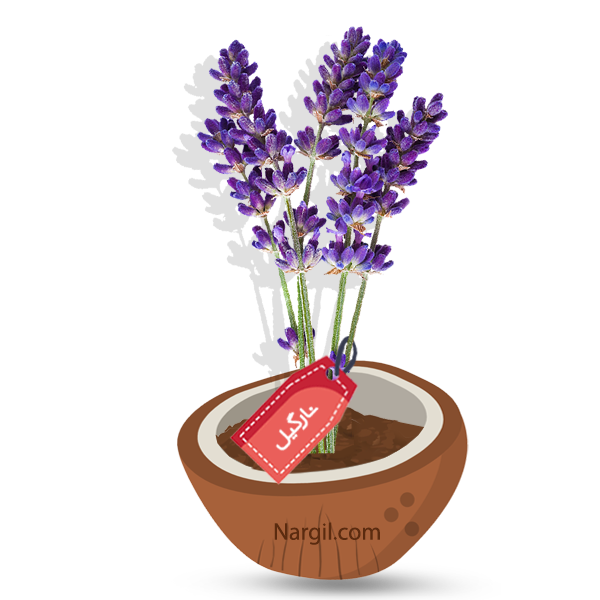  Nargil - English lavender
